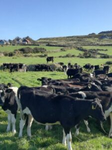 genisses pays de galles jpeg min