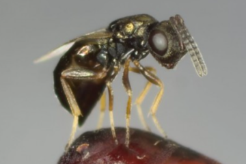 biopar mini guêpes parasitoïdes des mouches sachet de 15 000 larves